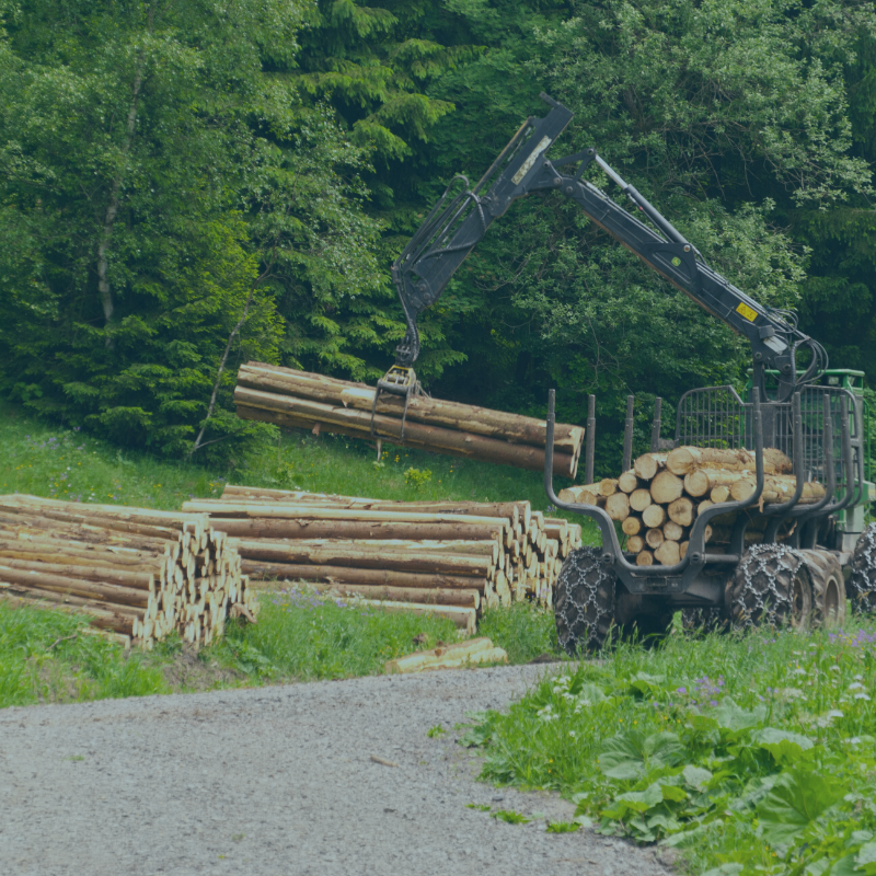 Artificial Intelligence and the Forestry Sector image
